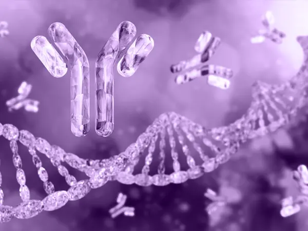 Conjugated antibodies